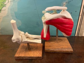 Menselijk gewricht kniegewricht skelet