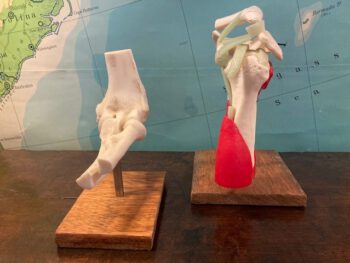 Menselijk gewricht kniegewricht skelet