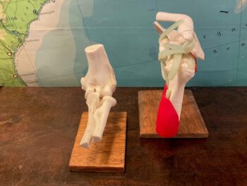 Menselijk gewricht kniegewricht skelet beenderen